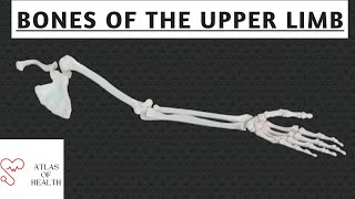 BONES OF THE UPPER LIMB [upl. by Pancho]