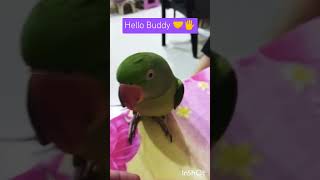 Please like share and do subscribe 🙏👍ytshorts talkingparot viralsmartparrot birds [upl. by Noirrad]