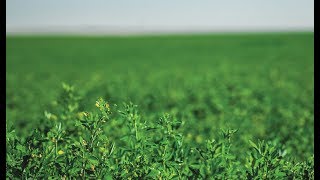 Preparing the Soil and Field for Alfalfa Hay [upl. by Galven159]