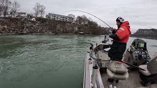 Crazy steelhead tries to rip its face off to get away jumps 5 times [upl. by Kenlay]