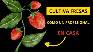 Cultiva Fresas En Casa Rápido [upl. by Sesiom339]