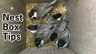 Nest Box Tips and Tricks [upl. by Eelorac]