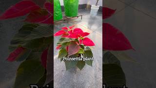 Poinsettia plant  My terrace garden gardening shorts plantlover flowers trendingshorts repot [upl. by Call26]