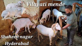 Vilayati mende available in Hyderabad Shaheen nagar  adant Vilayati sheeps in Hyderabad [upl. by Esialb]