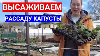 ВЫСАДКА ПЕКИНСКОЙ КАПУСТЫ В ОТКРЫТЫЙ ГРУНТ  ЧЕМ ЗАПРАВИТЬ КАПУСТНУЮ ГРЯДКУ ДЛЯ СОЧНЫХ ЛИСТЬЕВ [upl. by Laufer]