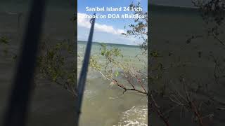 Sanibel Island snook on a DOA BaitBox Fishing sanibelisland doa snook [upl. by Nebur214]