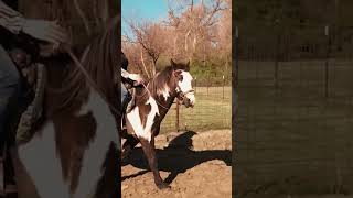 Working on a turnontheforehand forehand hindquarters turns horse beginner ridinglessons [upl. by Faria]