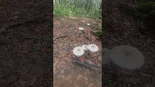 Parasol mushroom Macrolepiota procera [upl. by Obe]