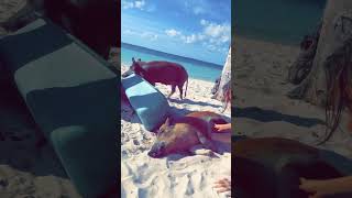 We sailed to PIG PARADISE islandlife adventure sailingadventures animals beach [upl. by Mcgruter]