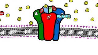 Sedative Drugs Mechanism of Action Benzodiazepines and Barbiturates [upl. by Lucine841]