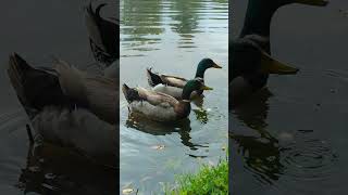 DUCKYSfishingduckoutdoorsamr [upl. by Dauf]