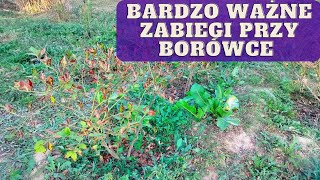 Jak zadbać o borówkę we wrześniu co zrobić przy borówce jesienią [upl. by Aihsenad867]