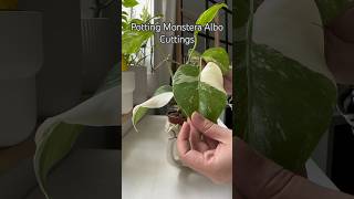 Potting Monstera Albo Cuttings shorts plants plant houseplant monsteraalbo variegatedplants [upl. by Esidarap302]