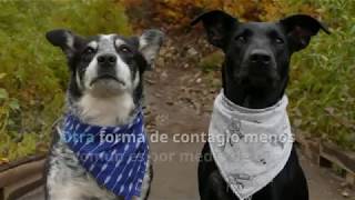 Erliquia en perros síntomas y tratamiento [upl. by Arais]