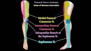 Femoral Nerve Anatomy  Femoral nerve injury [upl. by Einahpehs]