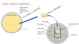 Slide culture technique for fungus fungi  Mycology  MSc Microbiology practical series [upl. by Bertero]