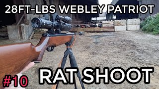 28FTLBS CLASSIC WEBLEY 25 CAL RAT SESSIONSLEDGE HAMMER FOR A WALNUT [upl. by Fredelia504]