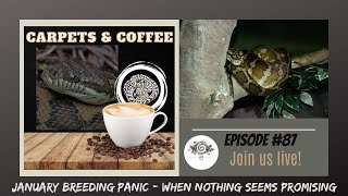 Carpets amp Coffee  87 January Breeding Panic  when nothing seems promising [upl. by Neelon758]