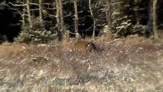 Deer hunting on Anticosti Island [upl. by Evangelia]