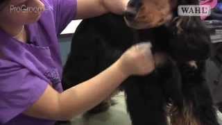 Grooming Guide  Cocker Spaniel  HandstripShowCompetition Trim  Pro Groomer [upl. by Griselda]