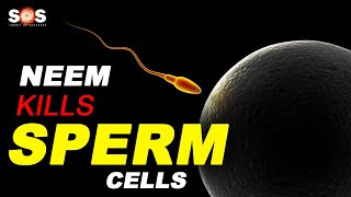 Neem Kills Sperm Cells  Beware of The Right Quantity [upl. by Eicul268]