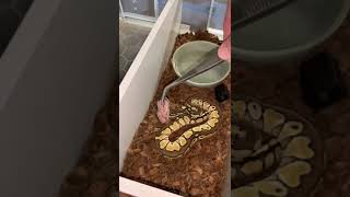 baby ball python first feed [upl. by Hartmann]