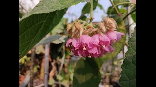 Dombeya Wallichii। Pink Ball। A Beautiful Smelled Pink Flower Dombeya। [upl. by Viafore865]