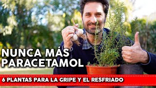 6 Plantas que curan la gripe la tos y el resfriado  Cómo usarlas y cómo cultivarlas en tu jardin [upl. by Adniralc]