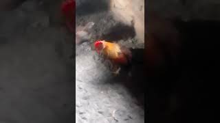 Crowing chicken rooster hen [upl. by Taber884]