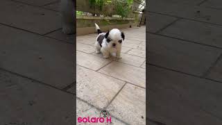 CUCCIOLI SOLARO dog pets prodotti puppy perte cuccioli doglover groomingproducts [upl. by Adeehsar779]