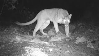 Mountain lion Scrape Site Female in quotHeatquot Screaming [upl. by Enovi572]