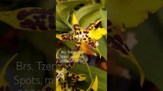 Oncidium TzengWen Spots orchid anggrek flowers shorts [upl. by Ainniz]