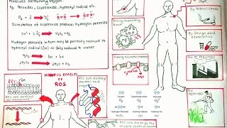 Reactive Oxygen Species and oxidative stress [upl. by Drofliw]