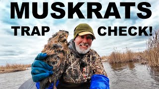 TRAPPING MUSKRATS SPRING OPEN WATER with FLOATS [upl. by Daniala]