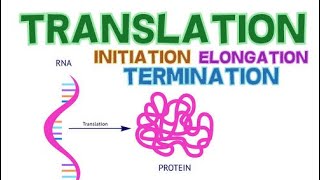 Enzymes and Factors in Eukaryotic Translation [upl. by Sterner197]