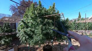 Do This Before Harvesting Your Outdoor Cannabis Plants  9272022 [upl. by Melena]