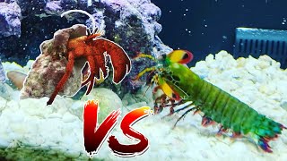 Giant Mantis Shrimp vs Giant Hermit Crab [upl. by Asenab550]