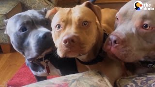 Aggressive Pit Bulls Are Gentle With Everyone They Meet  The Dodo [upl. by Ahl187]