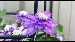 How to Grow Clematis Cuttings in Winter Clematis Propagation [upl. by Jason]