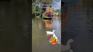 Trajineras Xochimilco Cuemanco CDMX shots viralshorts shortsviral [upl. by Yeltneb665]