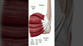 Anatomy Anterior Forearm Muscles shorts [upl. by Eerat]