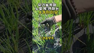 쪽파끝이 노랗게 변하는 4가지 이유 Green onion 유기농쪽파 [upl. by Eillo496]