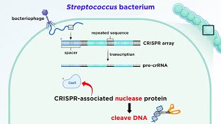 CRISPRCas9 Genome Editing Technology [upl. by Devi]