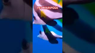 Pececito Mariposa [upl. by Luap]