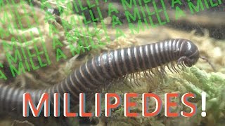 MILLIPEDES  10 Exciting Facts about Millipedes [upl. by Ahsiral961]