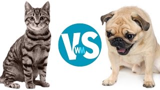 Cats Vs Dogs Which Makes a Better Pet [upl. by Nahtanoj]