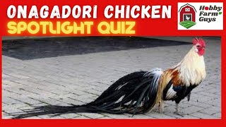 Onagadori Chicken Spotlight Quiz [upl. by Lissi739]