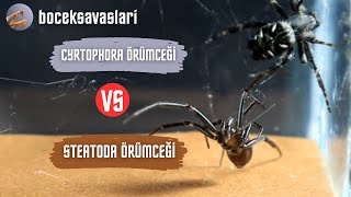 CYRTOPHORA ÖRÜMCEĞİ VS STEATODA ÖRÜMCEĞİ [upl. by Margette]