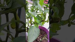 Mawdiay Faith Plant JournalSweet pepper plants [upl. by Cirnek]