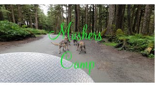 Mushers Camp Dog sledding summer camp [upl. by Alejna]